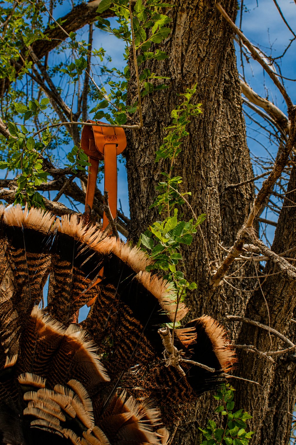 Turkey in Tree