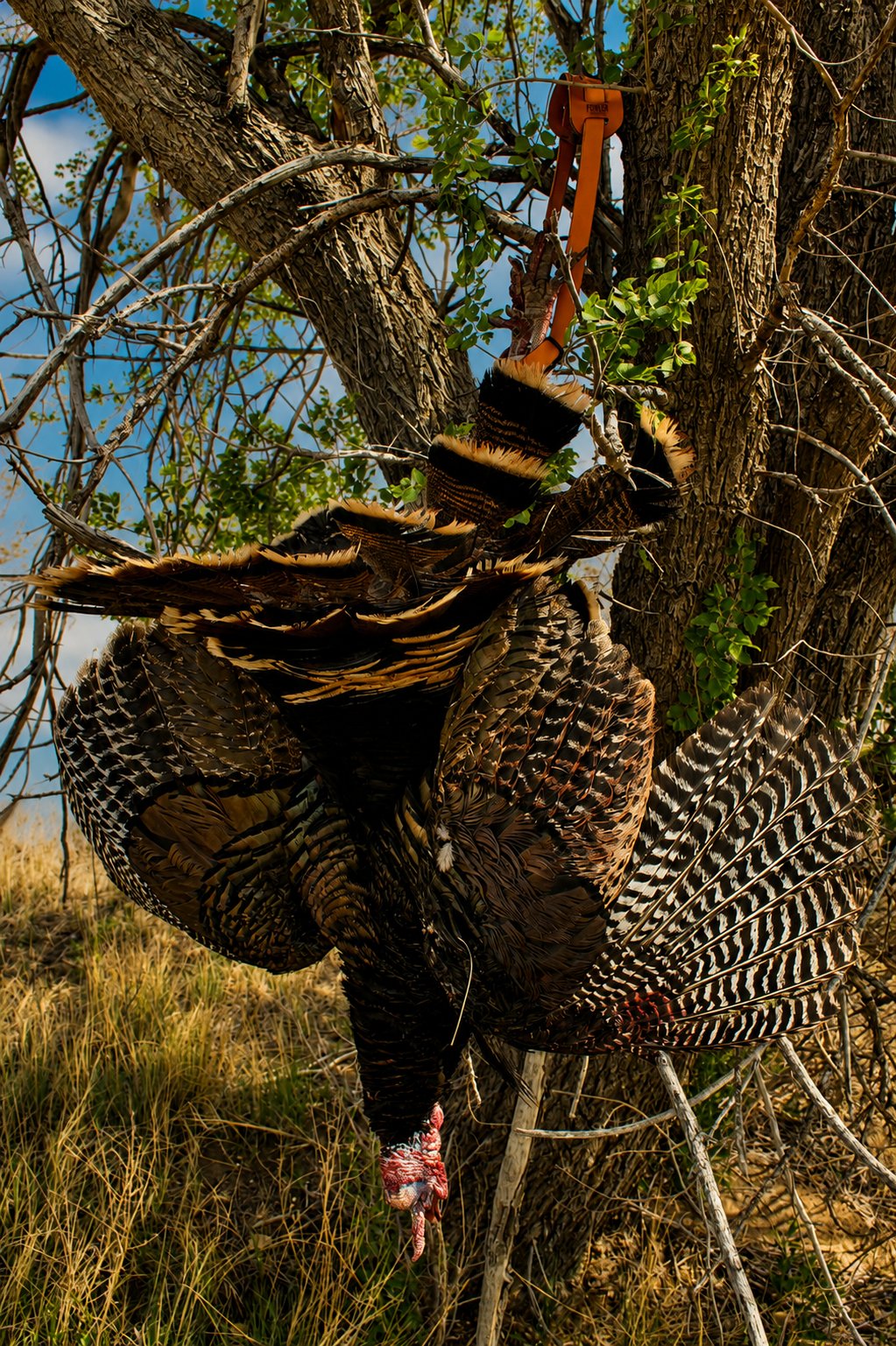 Hanging Turkey