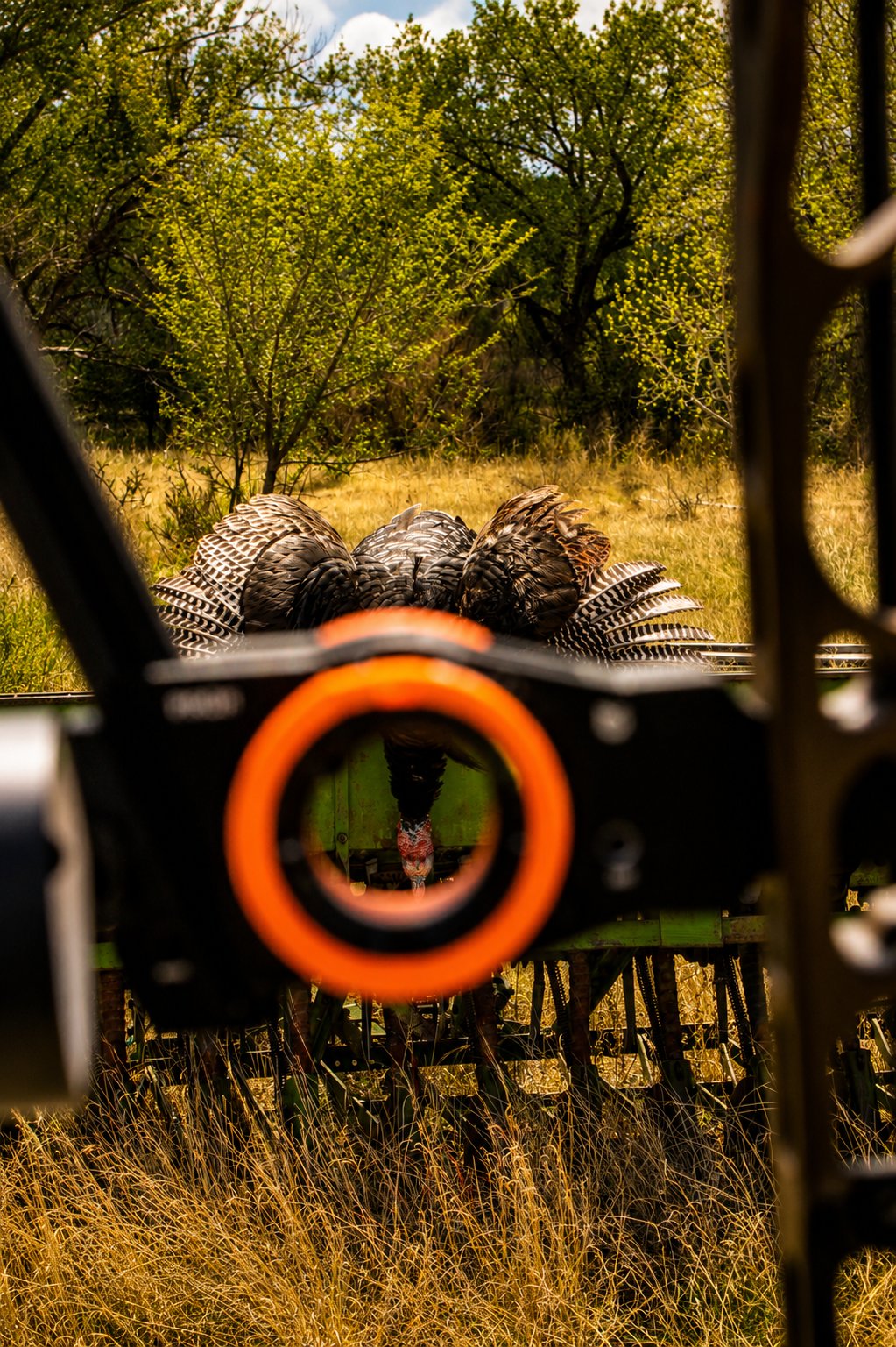 Through the Bow Sight